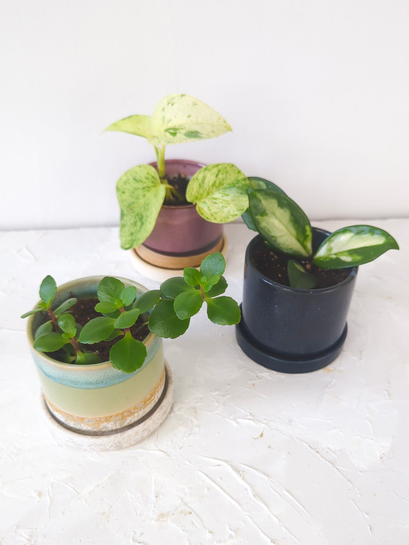 3" Ceramic Plant Pot and Saucer