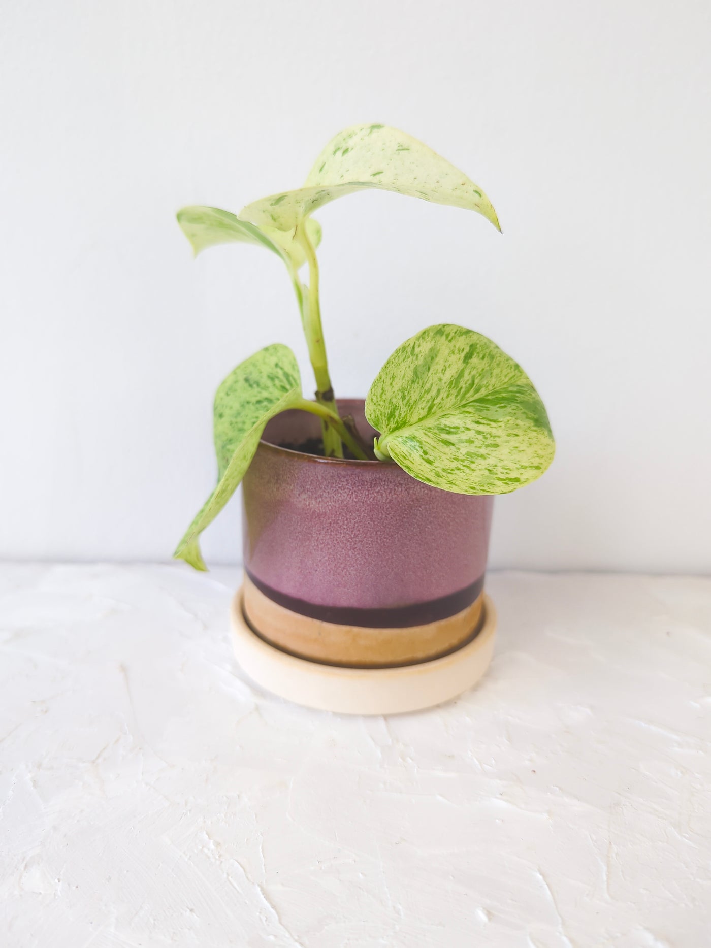 3" Ceramic Plant Pot and Saucer