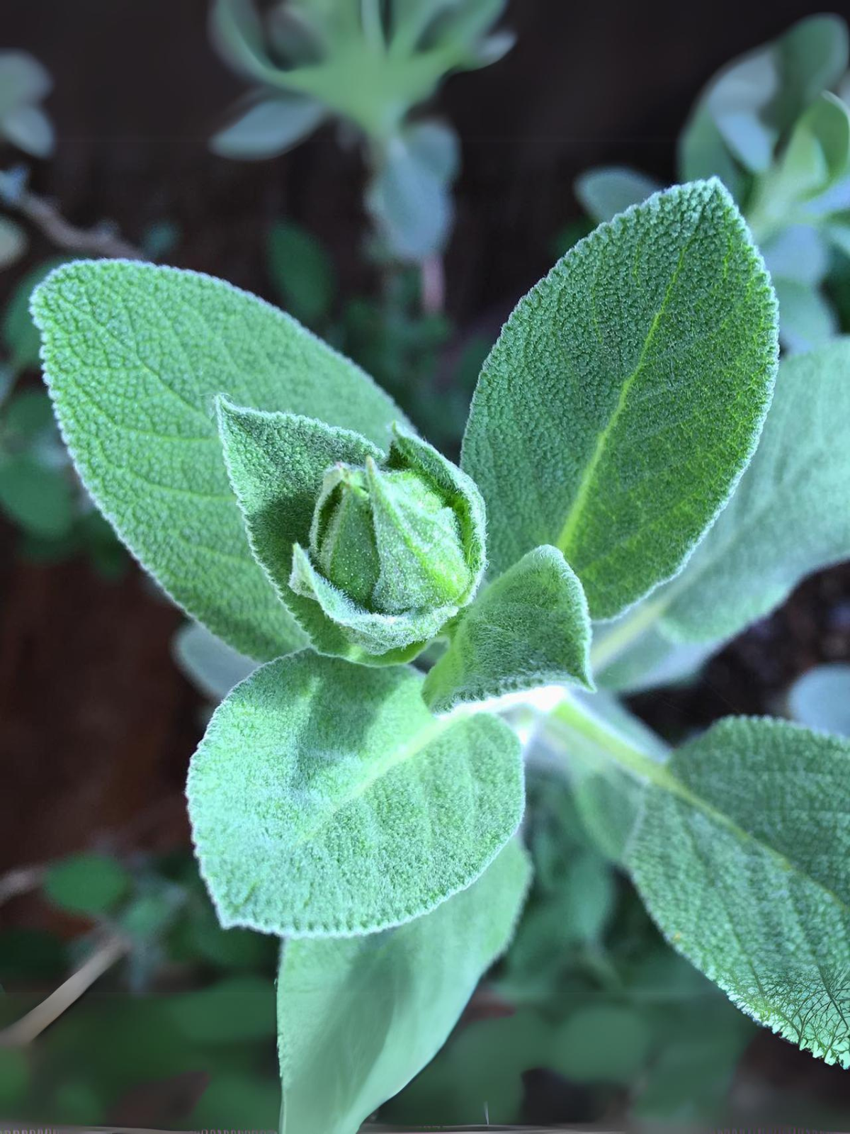 Garden in a Bag - Herbs