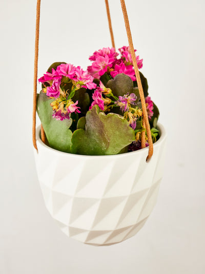 Virago Modern Hanging Planter- Grid